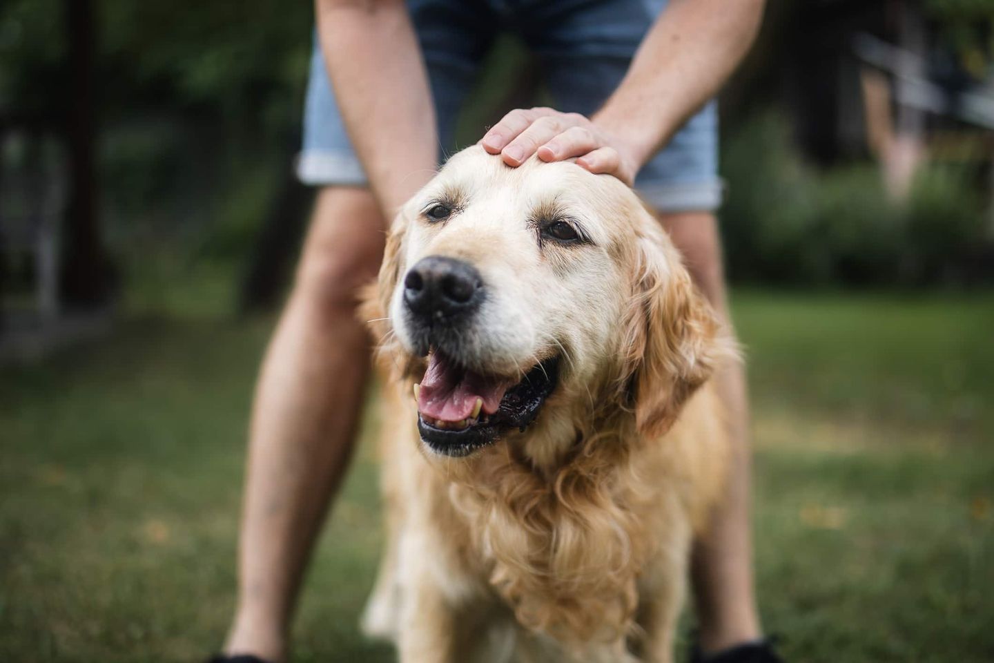 Golden Retriever wird im Garten gestreichelt Getty