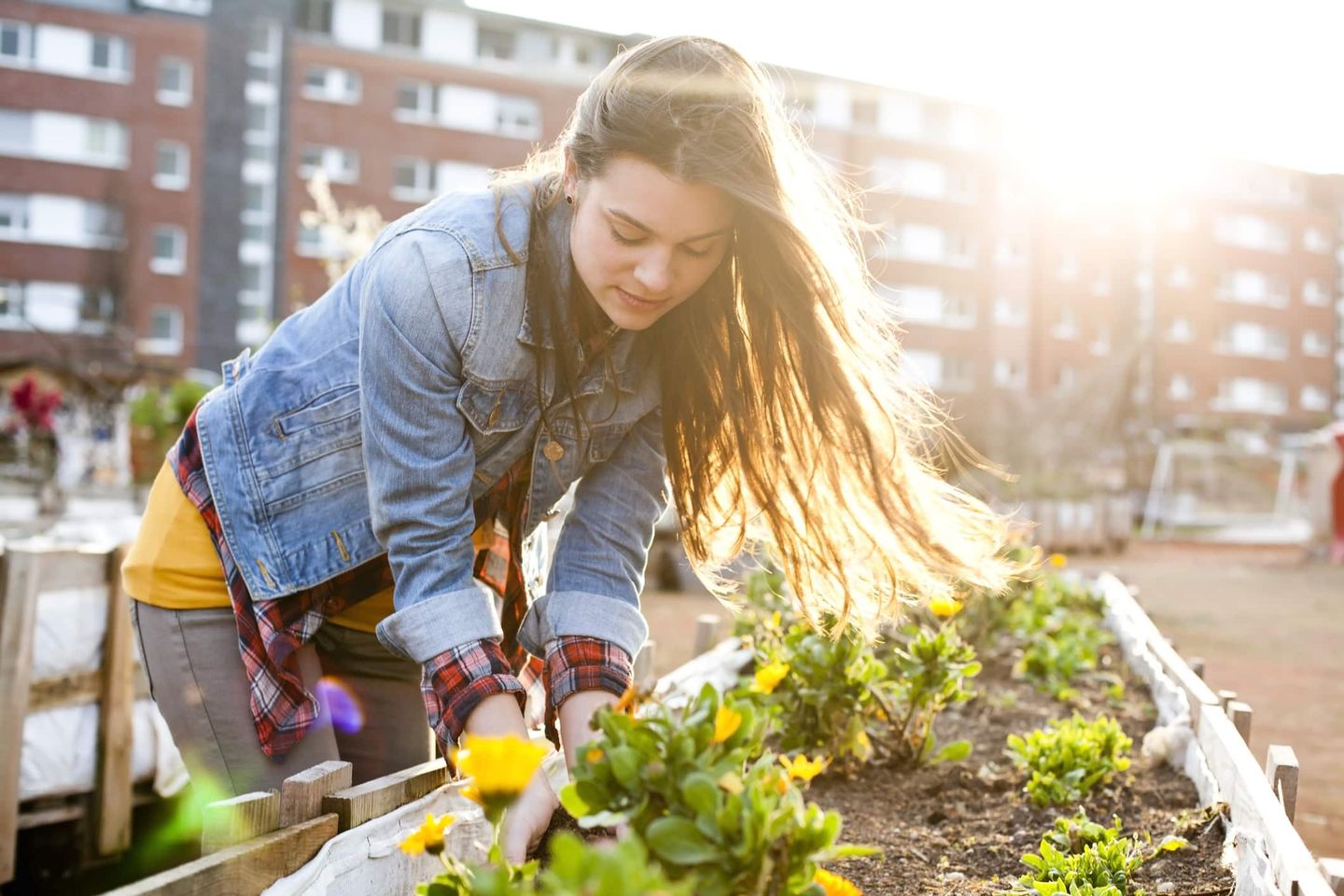 Frau arbeitet im Hochbeet mit gelben Blumen im Sonnenschein Getty