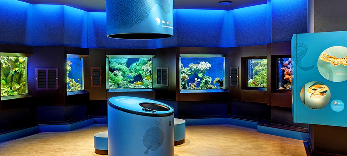 Fünf in die Wand eingelassene, im Halbrund angeordnete Aquarien.