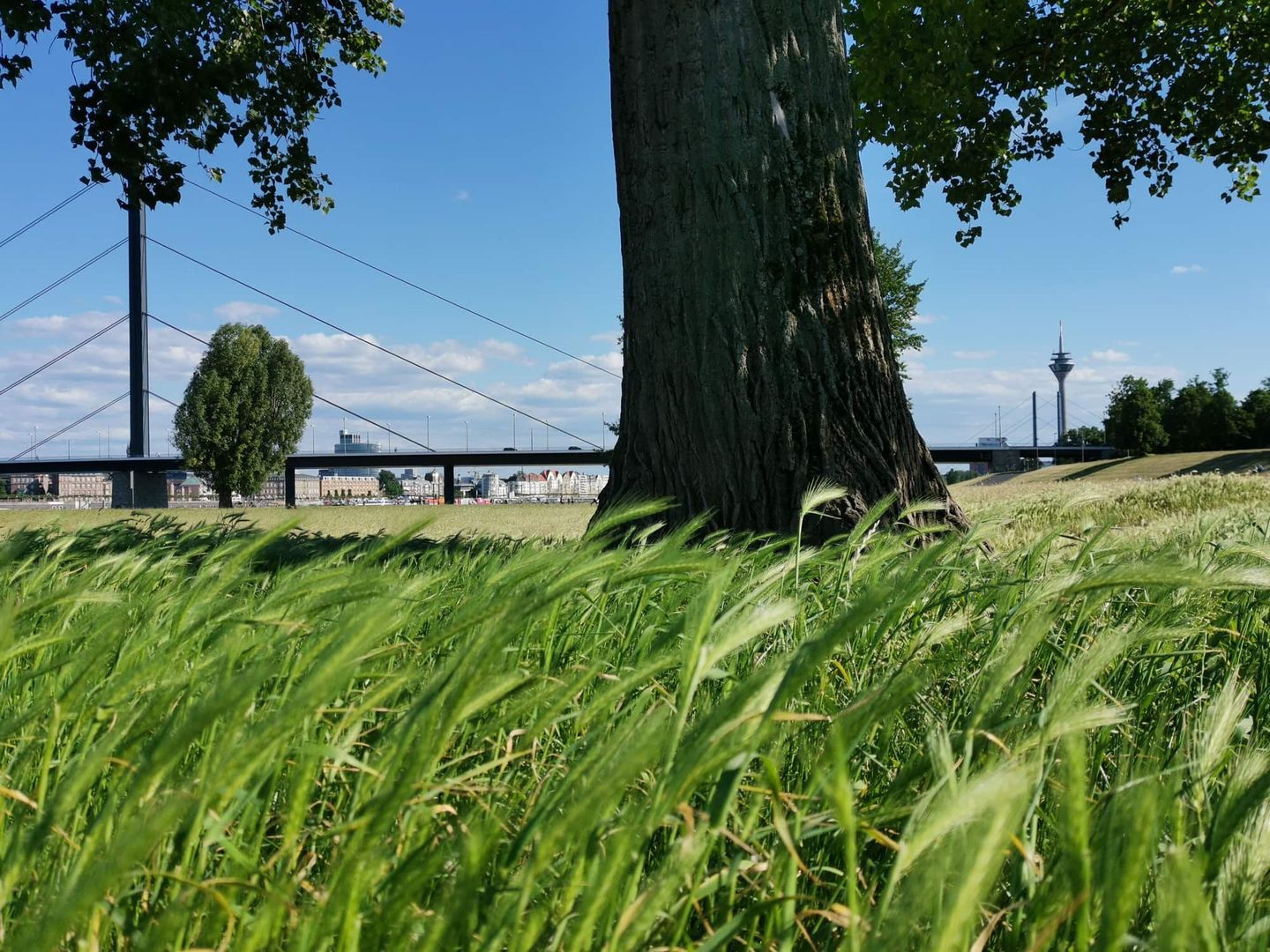 Grüne Wiese mit Baumstamm im Vordergrund und Düsseldorfer Rheinturm im Hintergrund.