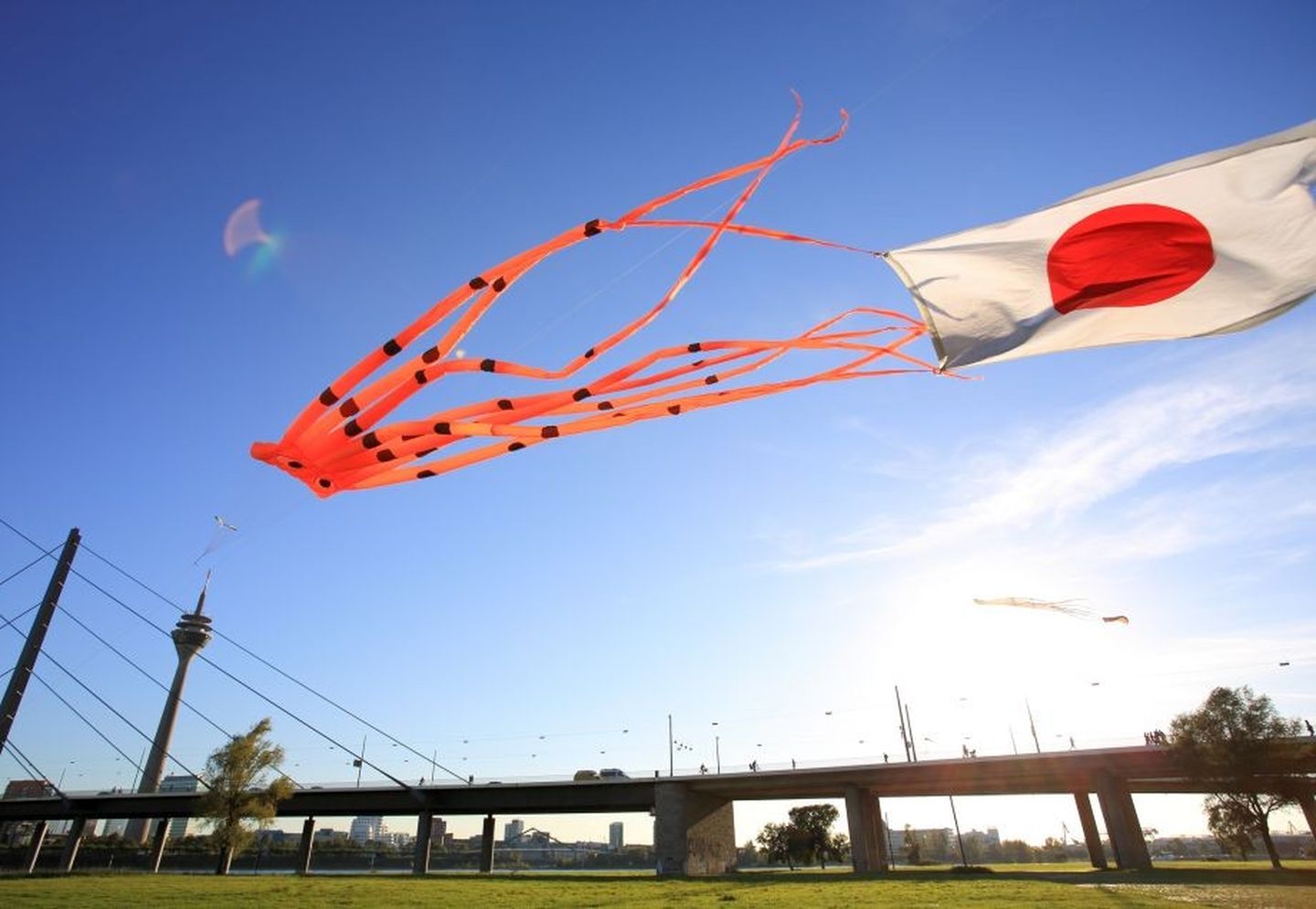 Drachen mit Japanflagge fliegt über Rheinwiese in Düsseldorf. © Lux_D via Getty Images