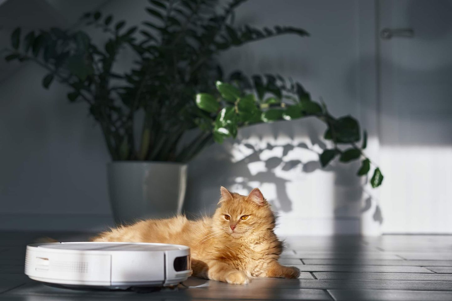 Staubsaugerroboter fährt am Boden neben einer entspannten Katze Getty
