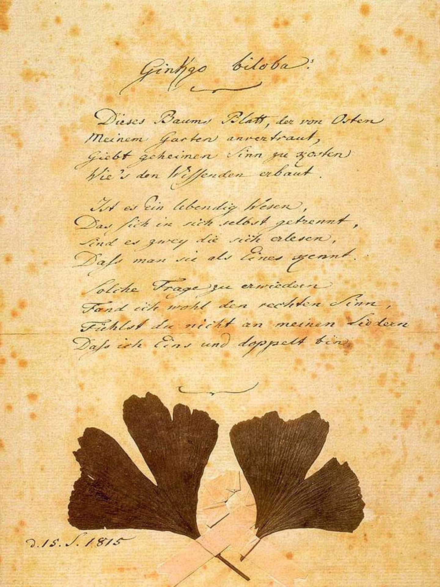 Ginkgo, Unterschrift Autograph (eigenhändige Abschrift) des Gedichts Ginko biloba von Johann Wolfgang von Goethe (Foto: Goethe-Museum)