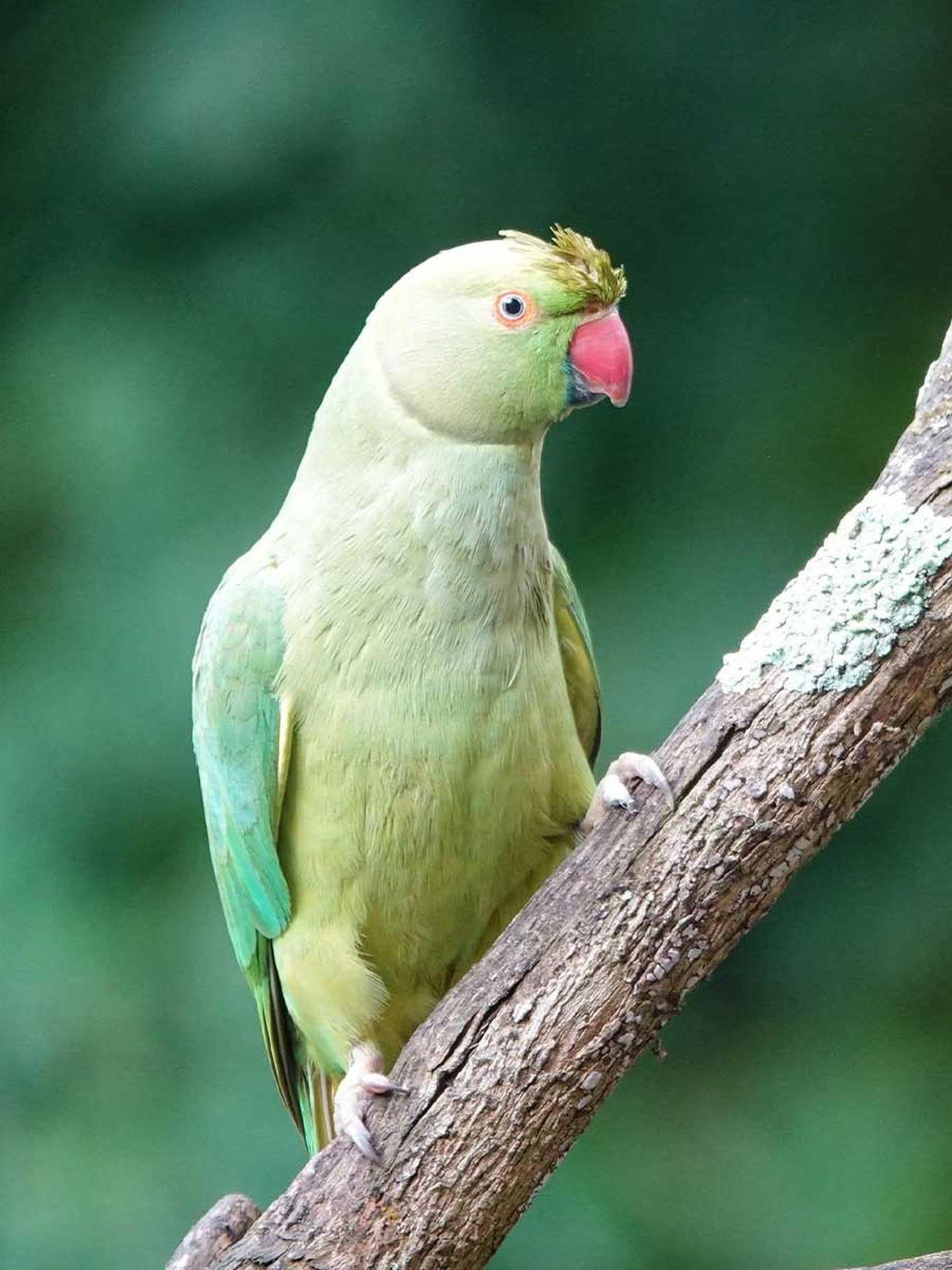 Ein Halsbandsittich sitzt auf einem Ast