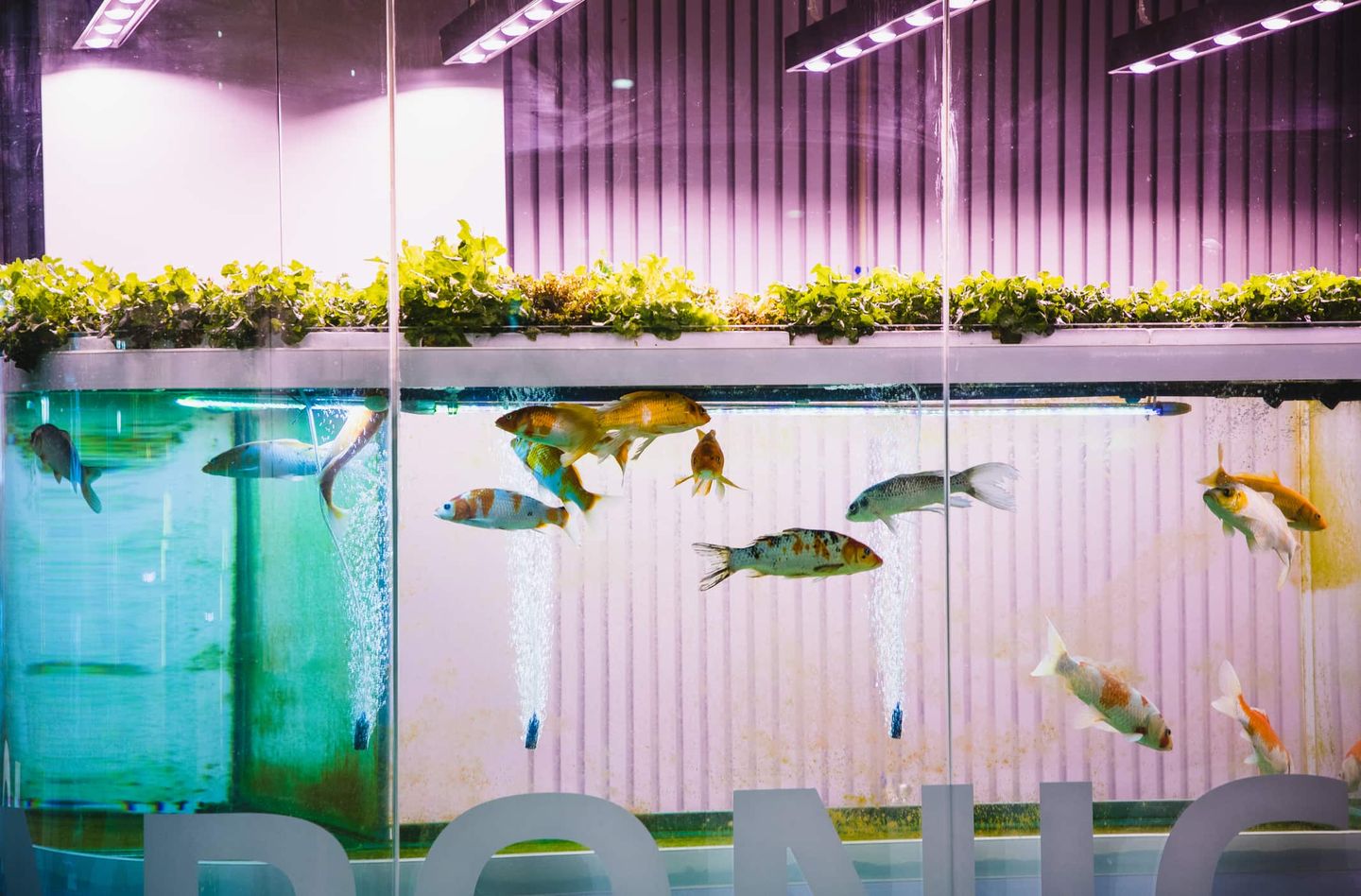 Fische in einem Aquarium mit Pflanzenanbau darüber – Aquaponik-System Getty