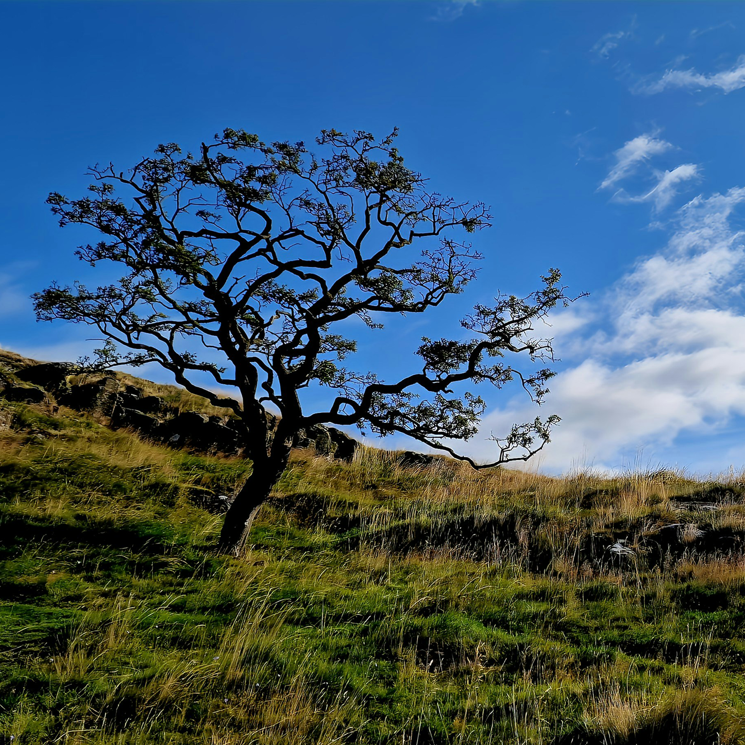 A lone, twisted tree stands on a grassy hillside under a clear blue sky with scattered clouds.