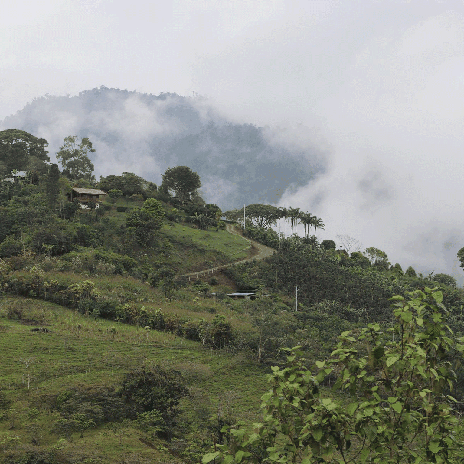 Image of Exploring Costa Rica in search of the Resplendent Quetzal