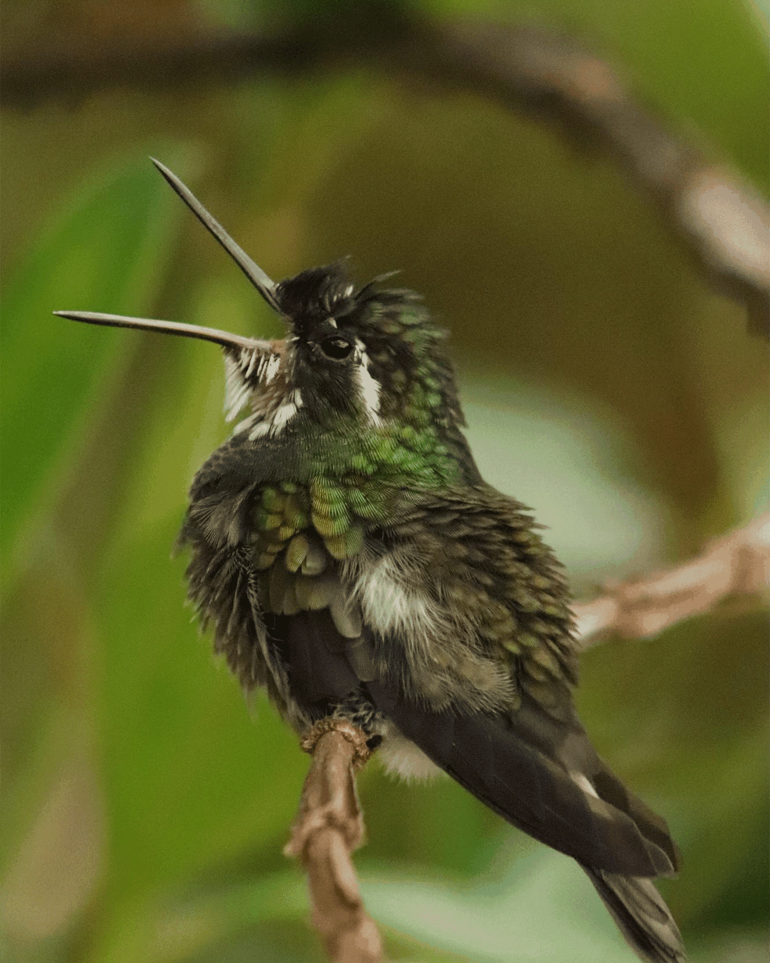 Hummingbird with iridescent green and white feathers perched on a branch, beak open, against blurred green foliage background.