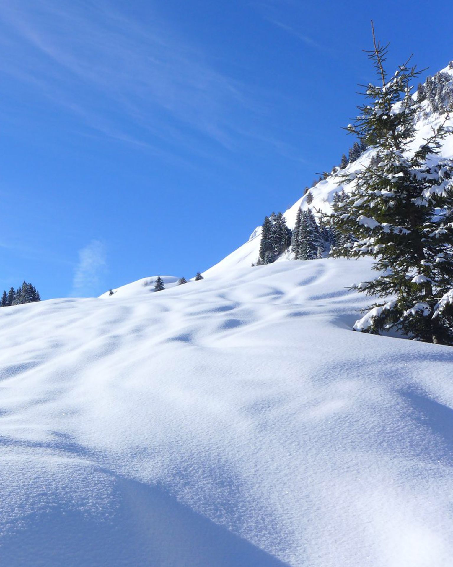 Snow-covered slope with a few evergreen trees under a clear blue sky.