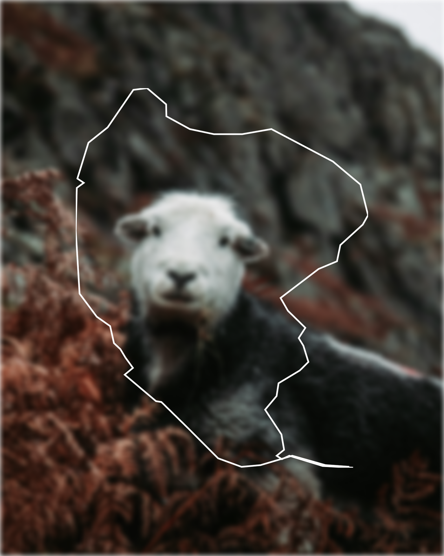 A sheep with a white face and dark wool lies among brown ferns, with rocky terrain in the background. White lines outline the sheep.