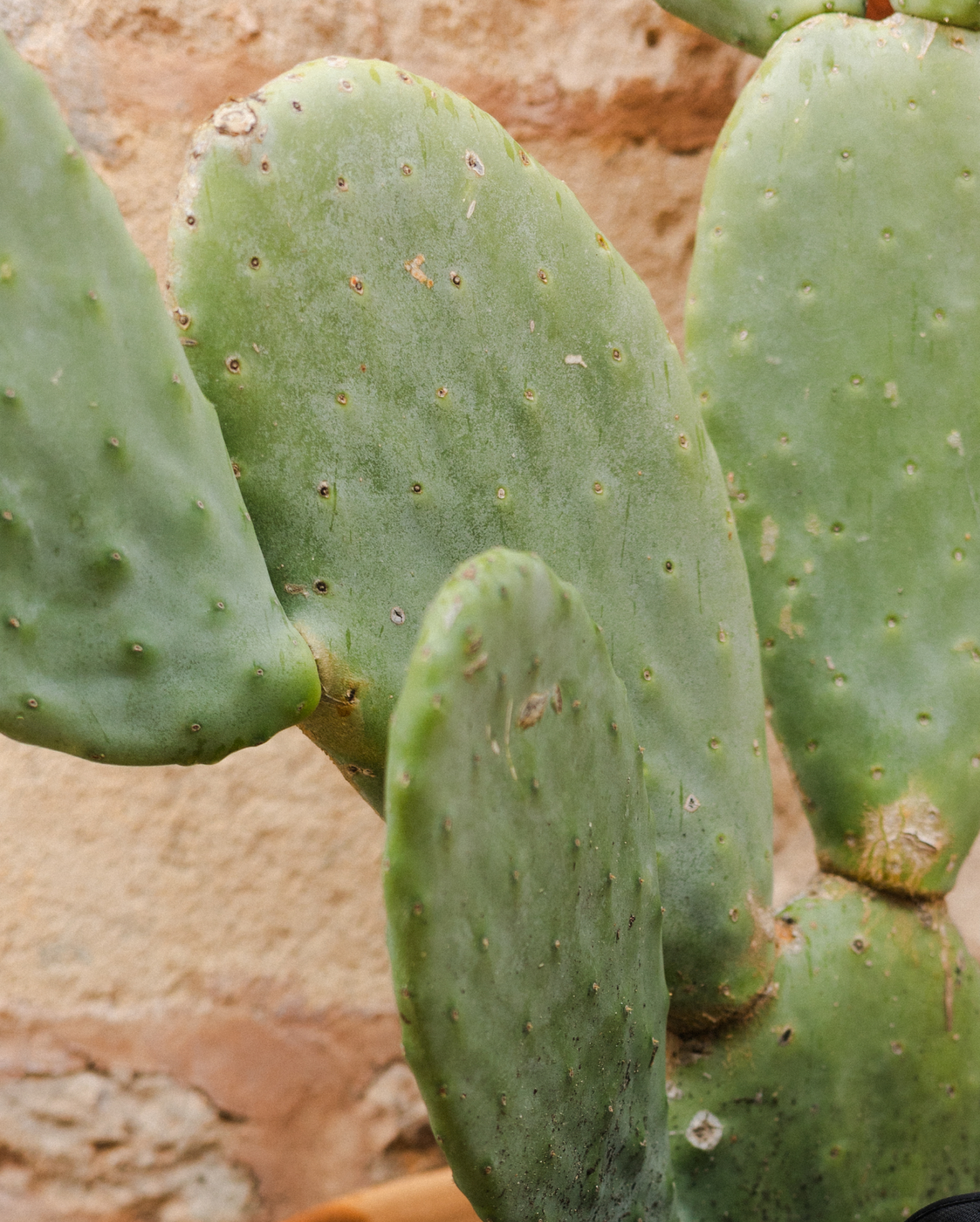Close-up of a green prickly pear cactus with oval pads against a textured, sandy-coloured background.