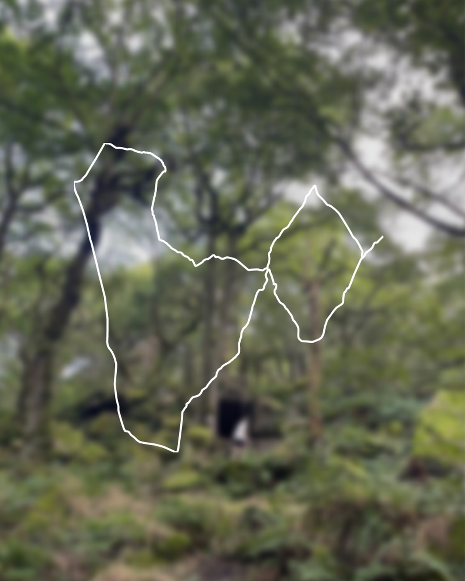Forest scene with tall, green trees and dense undergrowth. A white outline of a walking route is drawn over the blurred background.