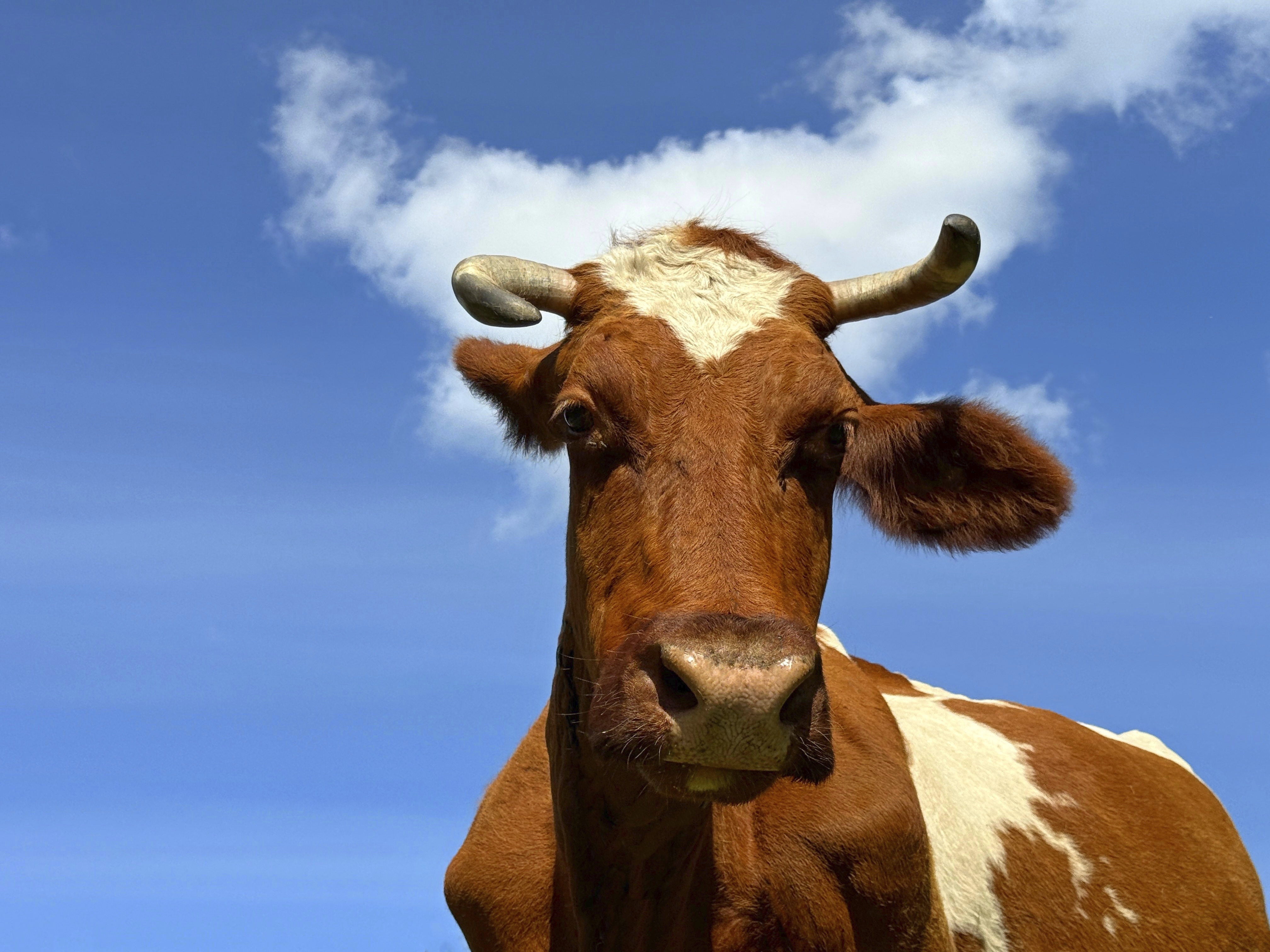 A close-up of a brown and white cow with curved horns standing against a clear blue sky with a few white clouds.