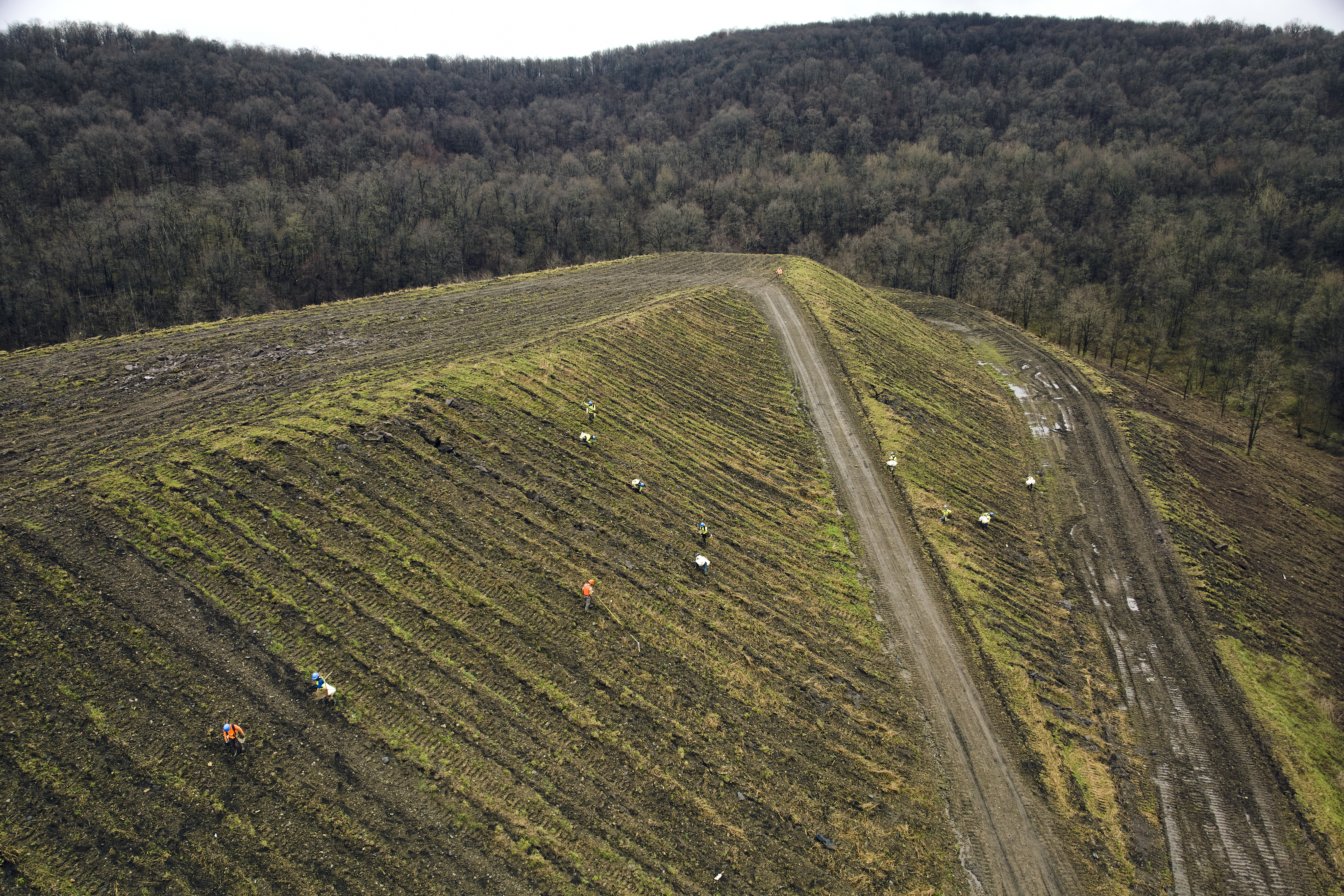 Living Carbon prepping the land and planting new trees for reforestation of a disused coal site