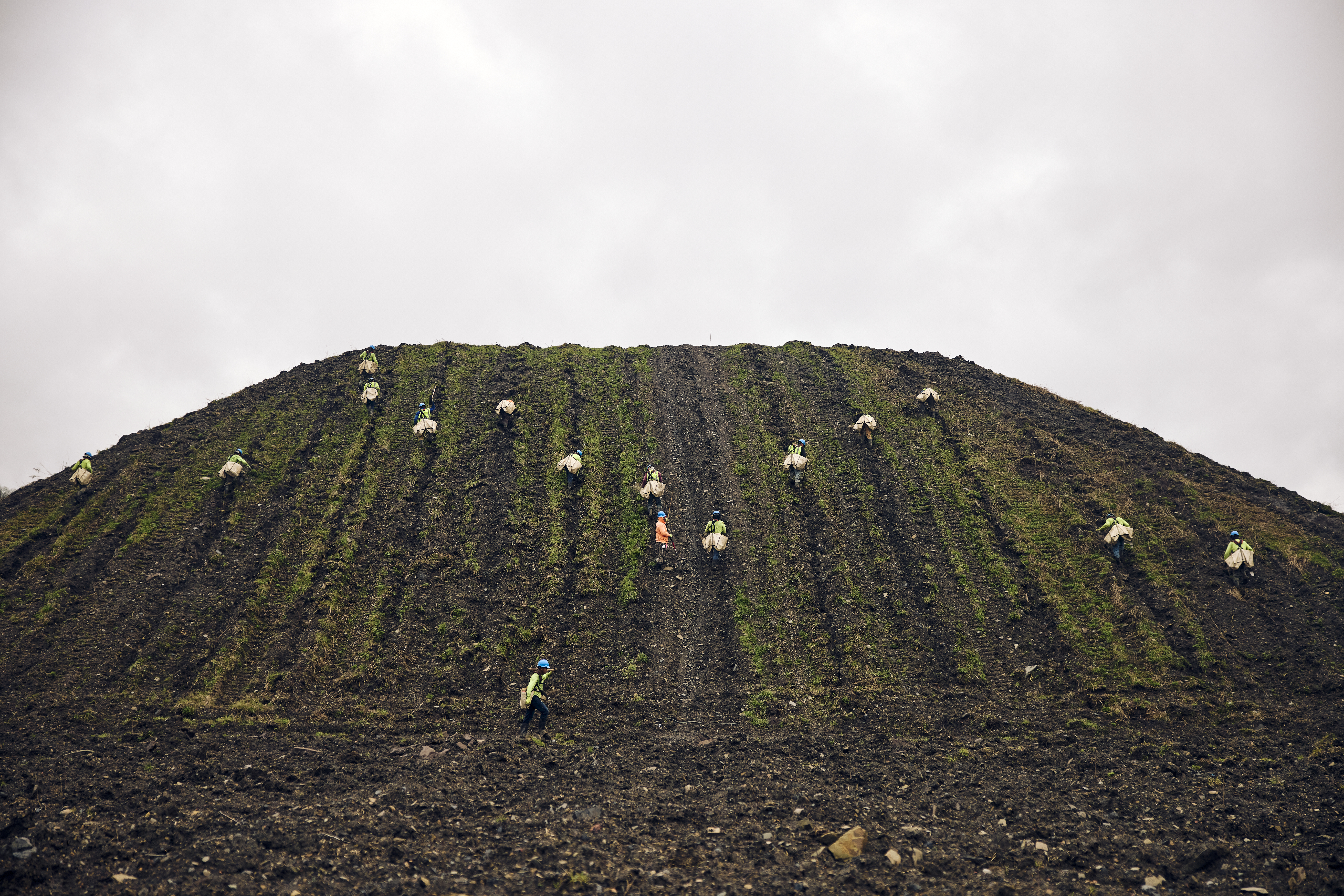 Living Carbon prepping the land and planting new trees for reforestation of a disused coal site