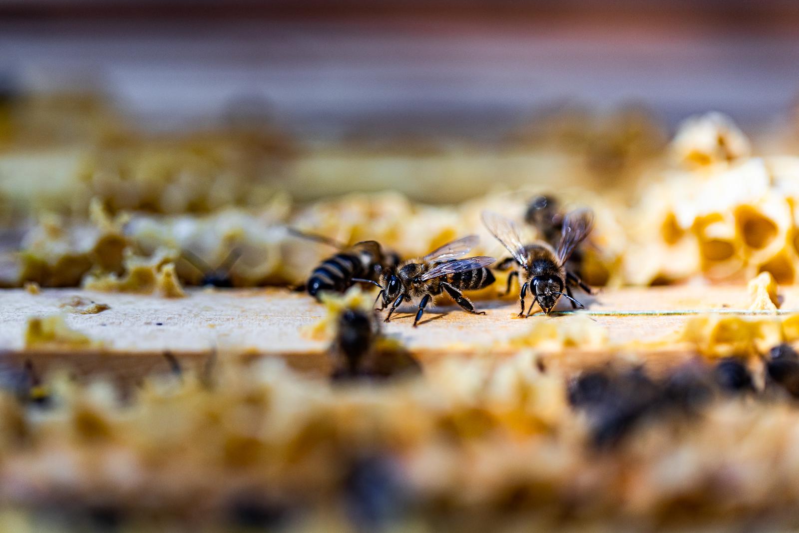 Bienen auf der Wabe - Nahaufnahme aus der Lebensbogen-Imkerei in Grünbach am Schneeberg