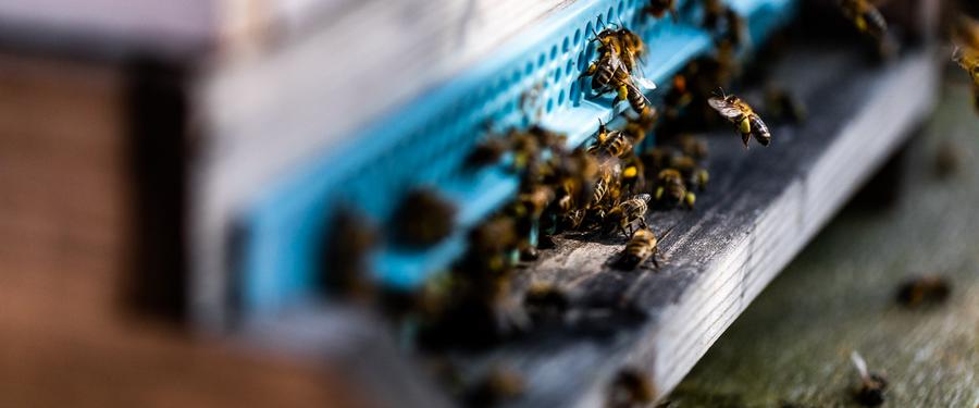 Bienen am Eingang eines hölzernen Bienenstocks bei der Arbeit im Sonnenlicht