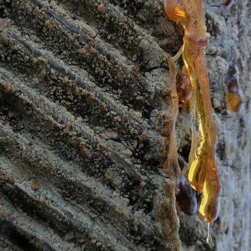 Harz Pecherei in Niederösterreich, die KEAföhrenen