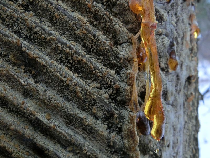 Harz Pecherei in Niederösterreich, die KEAföhrenen