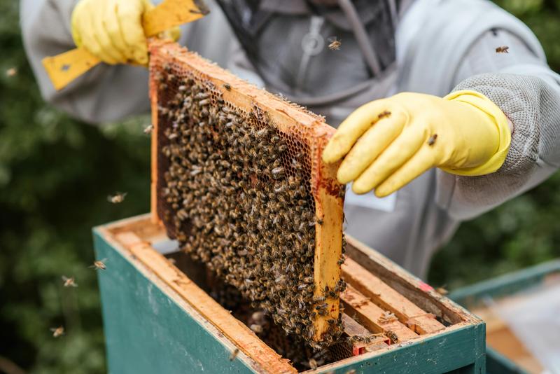 Imker hebt eine voll besetzte Honigwabe aus dem Bienenstock der Lebensbogen-Imkerei