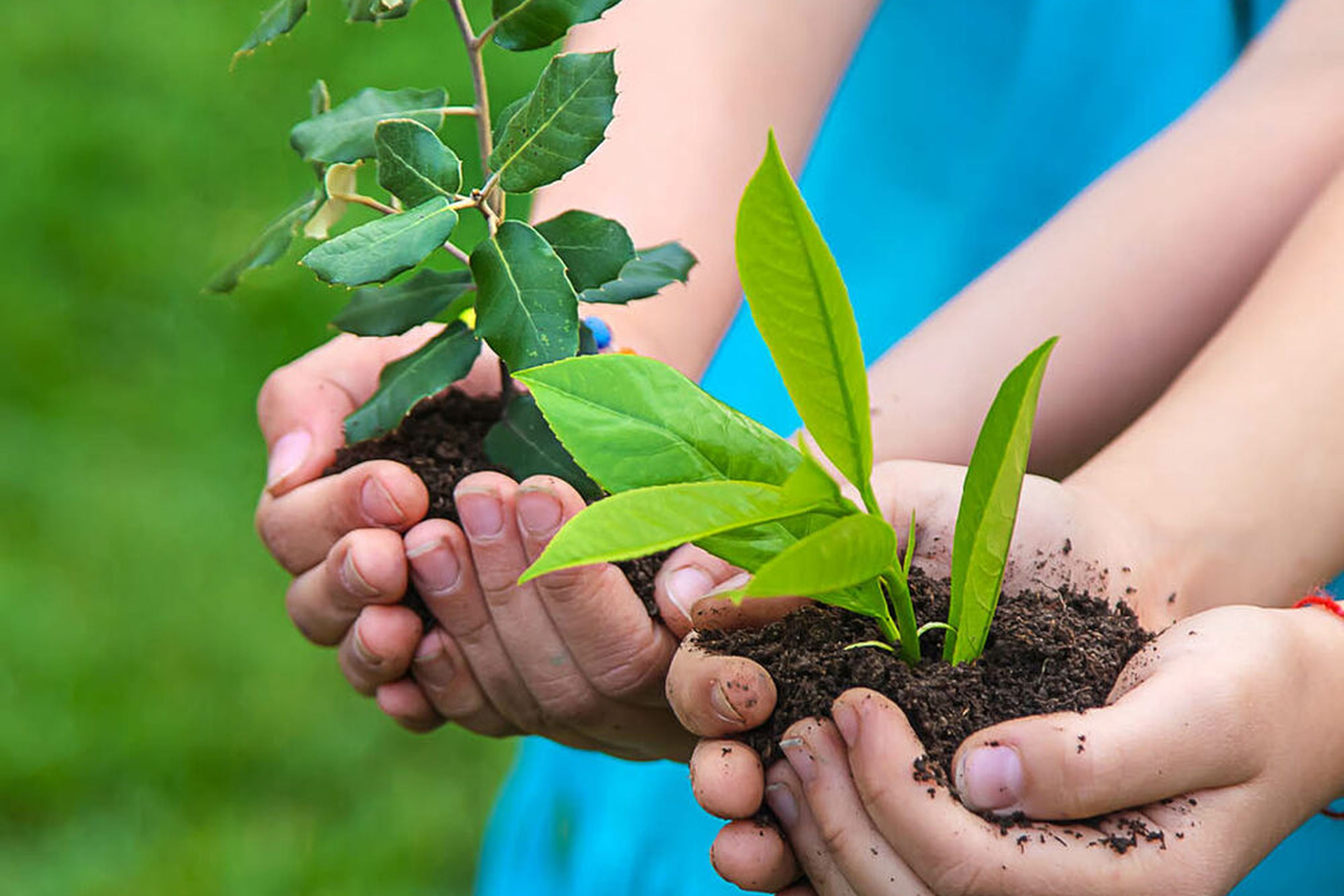 Kinderhände halten kleine Pflanzen