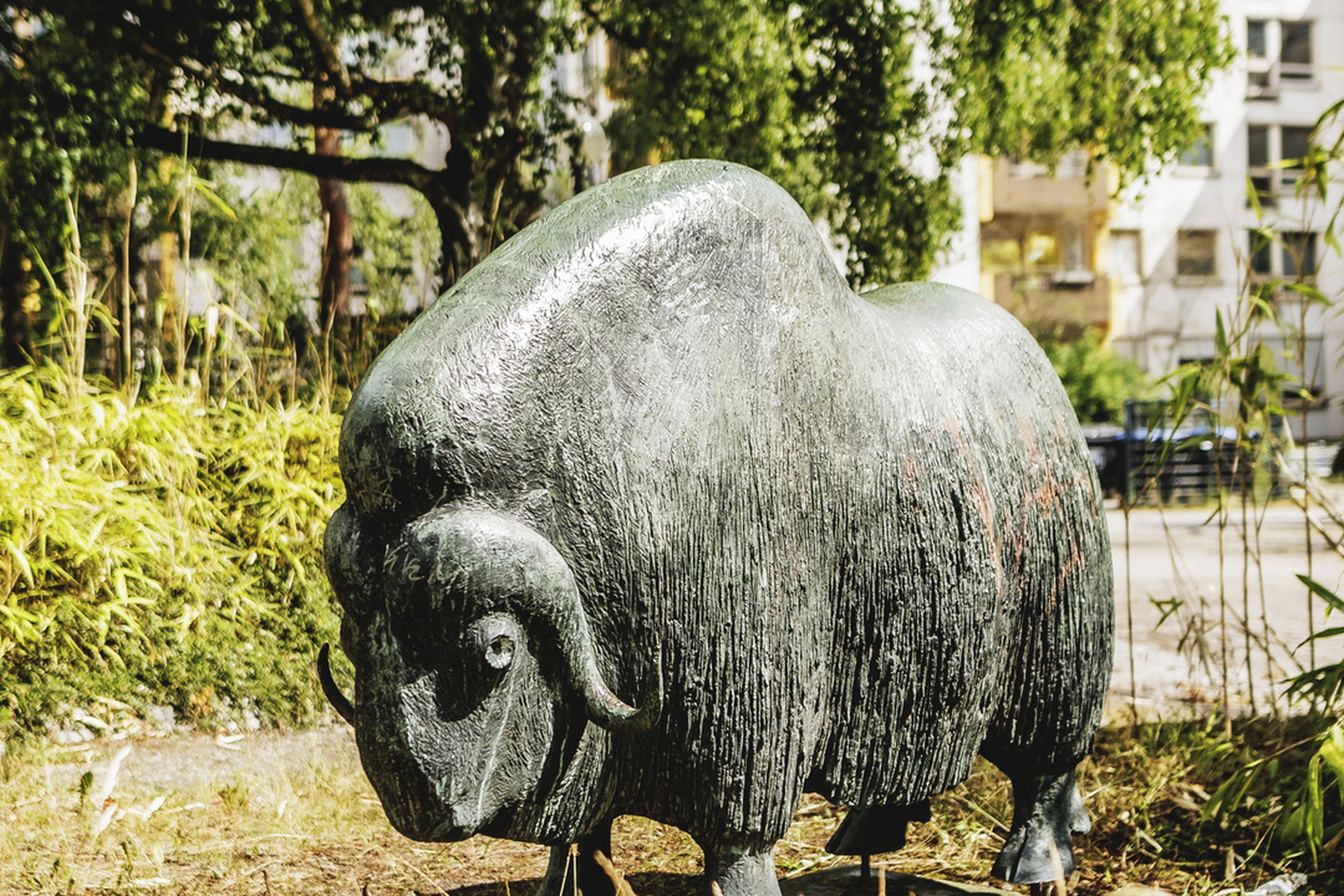 A statue of a muskox set in an outdoor grassy area with trees and buildings in the background.
