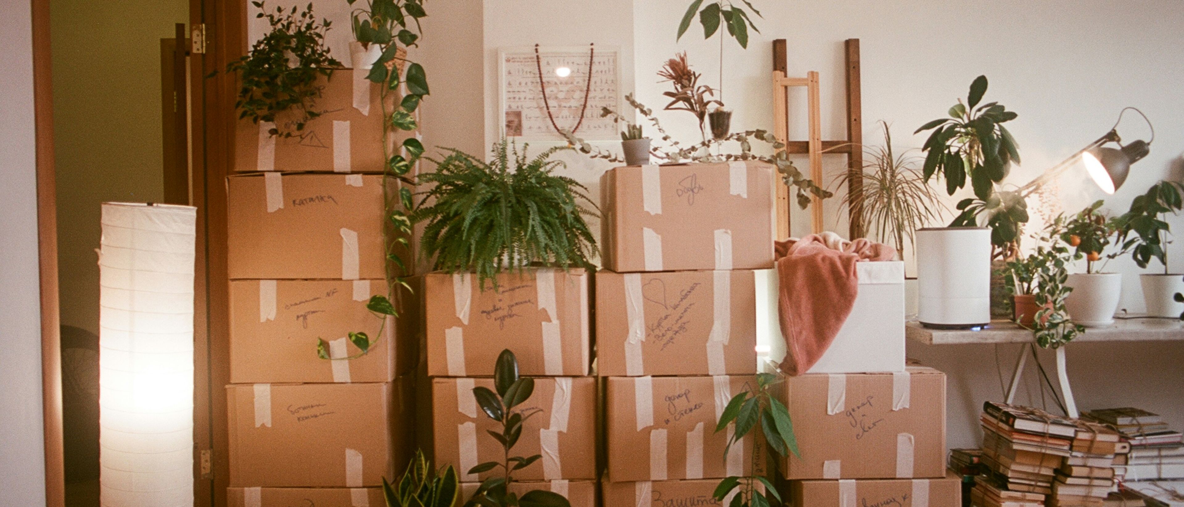 Stacked cardboard boxes with houseplants on top, a floor lamp, and a pile of books in a cozy room.