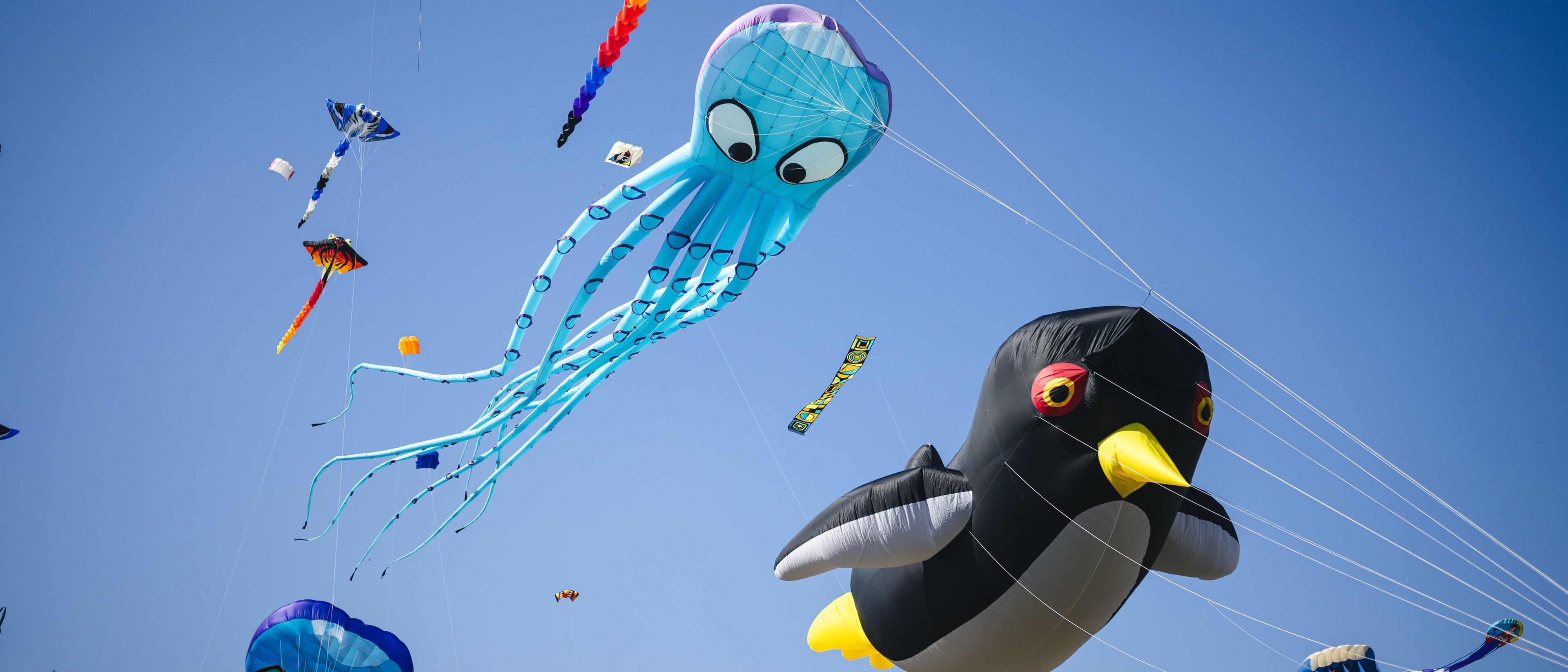 Zu sehen ist ein blauer Lenkdrachen in Form eines Kraken am Himmel. Vor ihm schwebt ein Pinguin Drache.