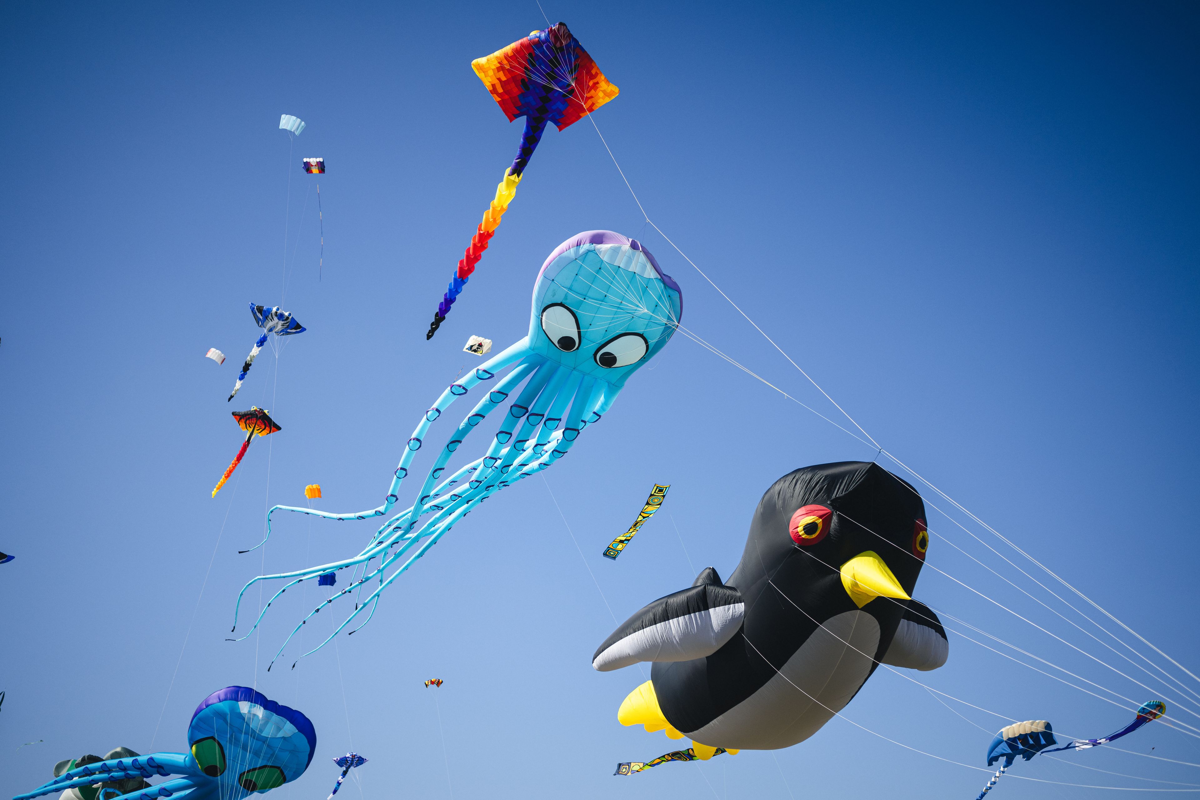 Zu sehen ist ein blauer Lenkdrachen in Form eines Kraken am Himmel. Vor ihm schwebt ein Pinguin Drache.