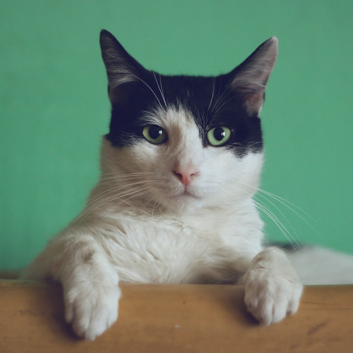 Eine Katze vor grünem Hintergrund, die uns anstarrt