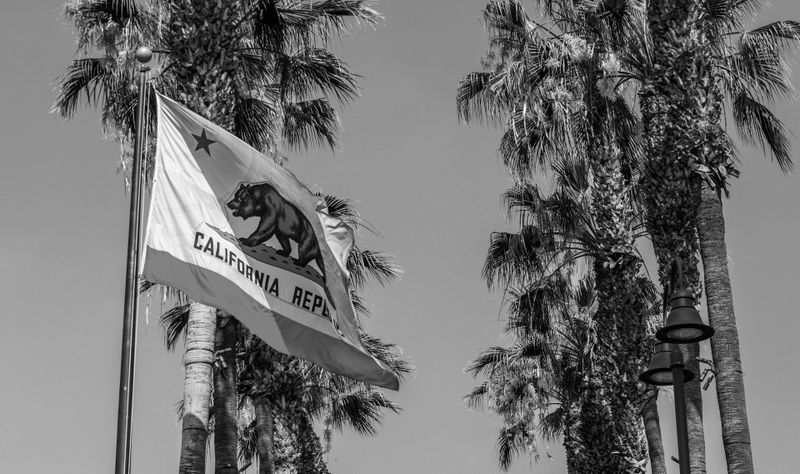 Image en noir et blanc du drapeau de la République de Californie flottant parmi de grands palmiers sous un ciel dégagé.