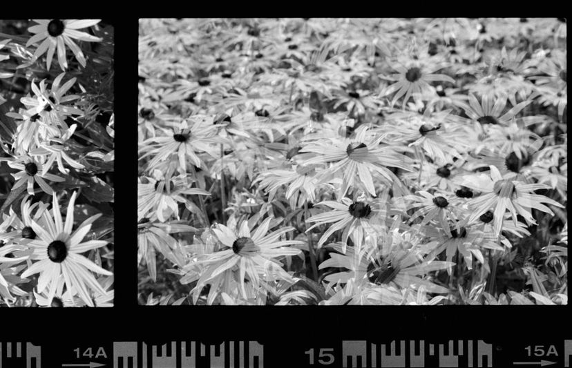 Photographie en noir et blanc d'un champ de marguerites, avec les bords d'une bande de film visibles, montrant deux cadres avec des fleurs qui se chevauchent.