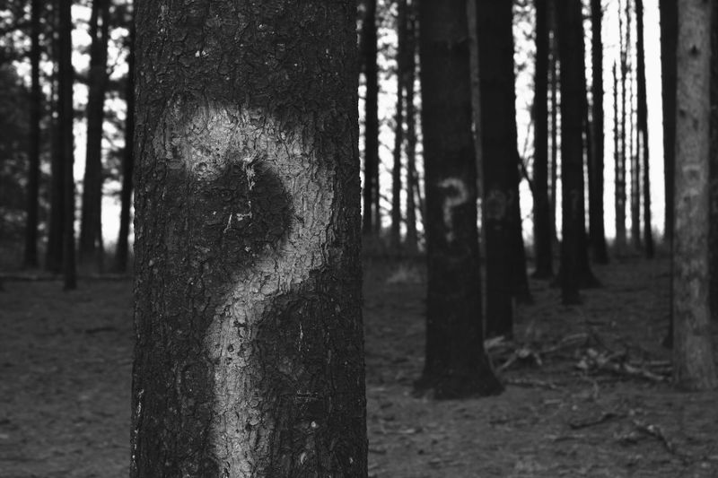 Imagen en blanco y negro de un bosque con un gran signo de interrogación pintado en el tronco de un árbol en primer plano.