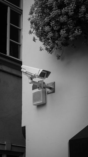 Fotografía en blanco y negro de una cámara de vigilancia montada en la pared y un intercomunicador debajo de unas plantas colgantes junto a una ventana.