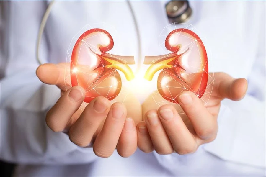 Eine Person im weißen Kittel hält ein leuchtendes 3D-Modell von menschlichen Nieren, das medizinische Versorgung und Gesundheit symbolisiert.