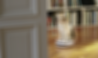 Standbild eines anklickbaren Videos. Ein kleiner Hund sitzt auf einem Saugroboter und fährt damit über das Fischgrätenparkett eines offenbar recht großzügigen Wohnzimmers.