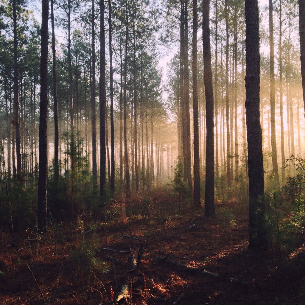 Wald mit Sonnenstrahlen