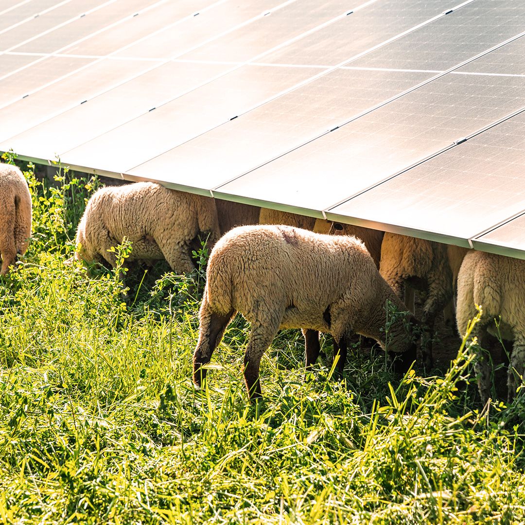 Schafe grasen unter Solarpanelen