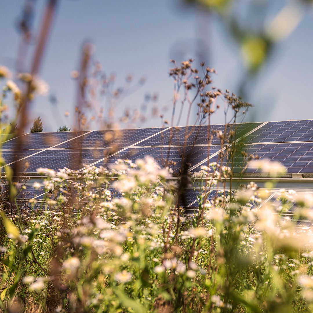 Wildblumen vor Solarpanelen