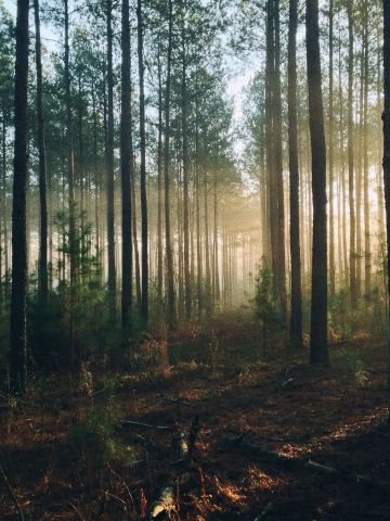 Dichter lichtdurchfluteter Wald