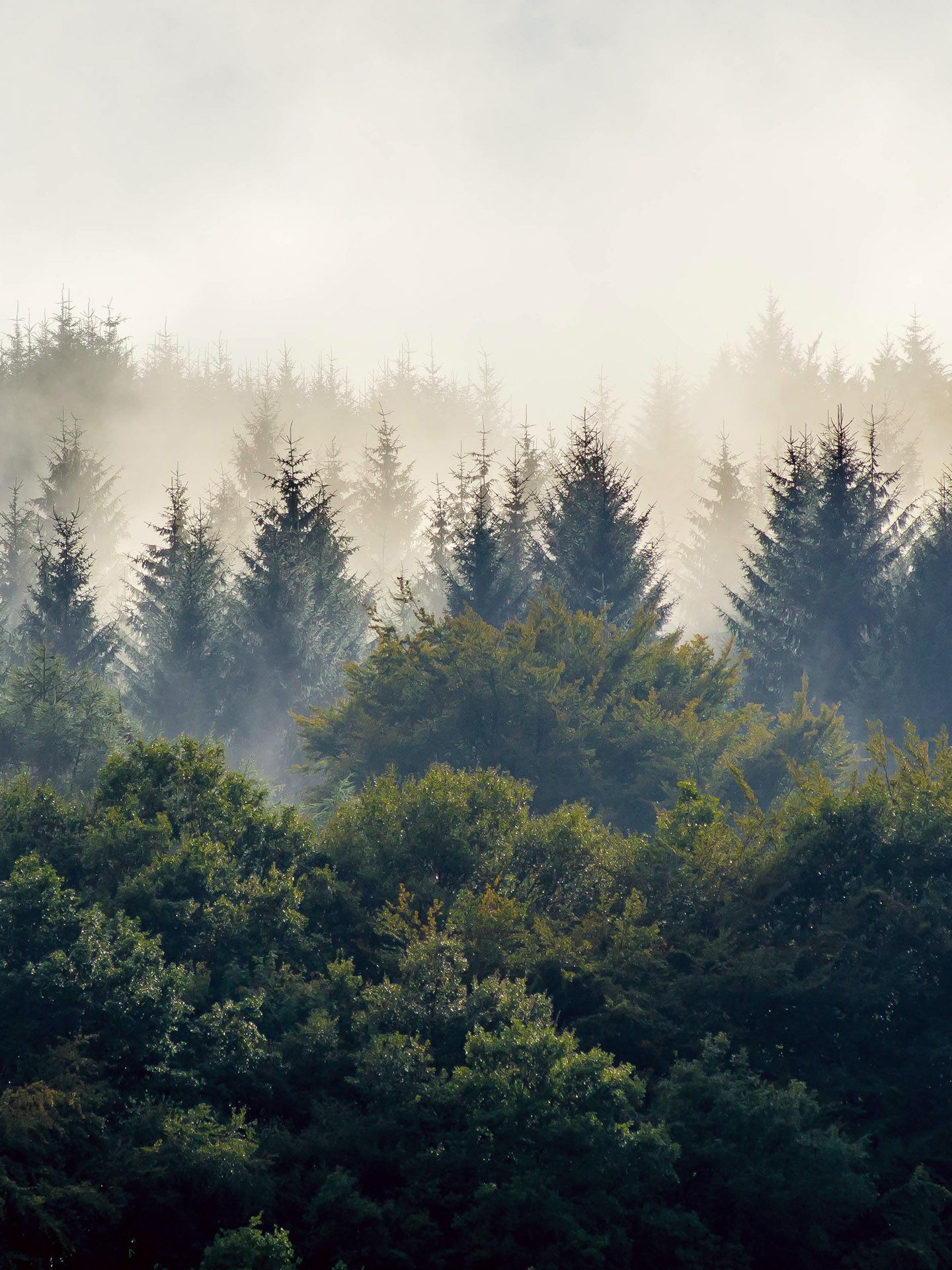 Wald
