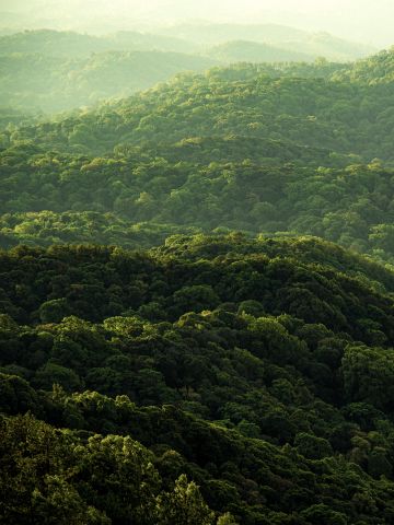 Berge bedeckt mit Wald