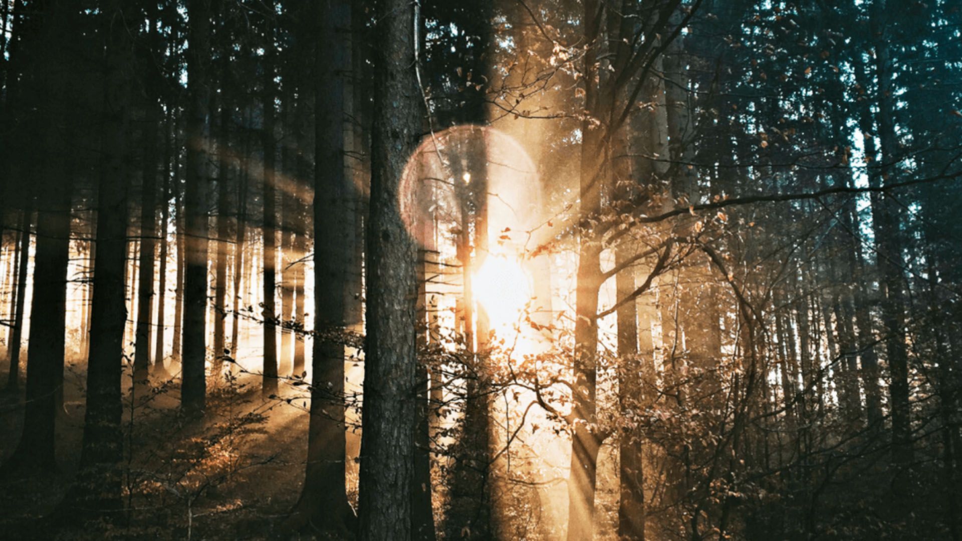 Dichter Wald sonnendurchflutet