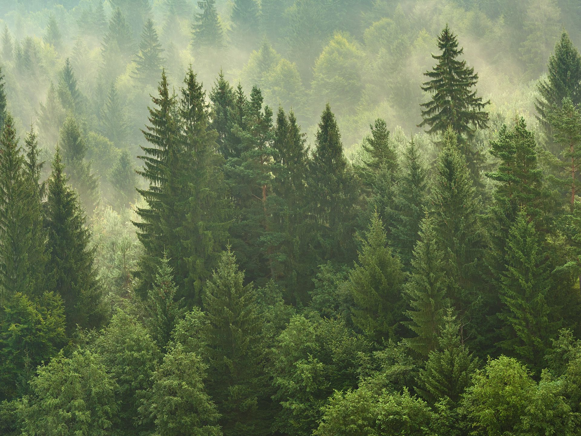 Wald