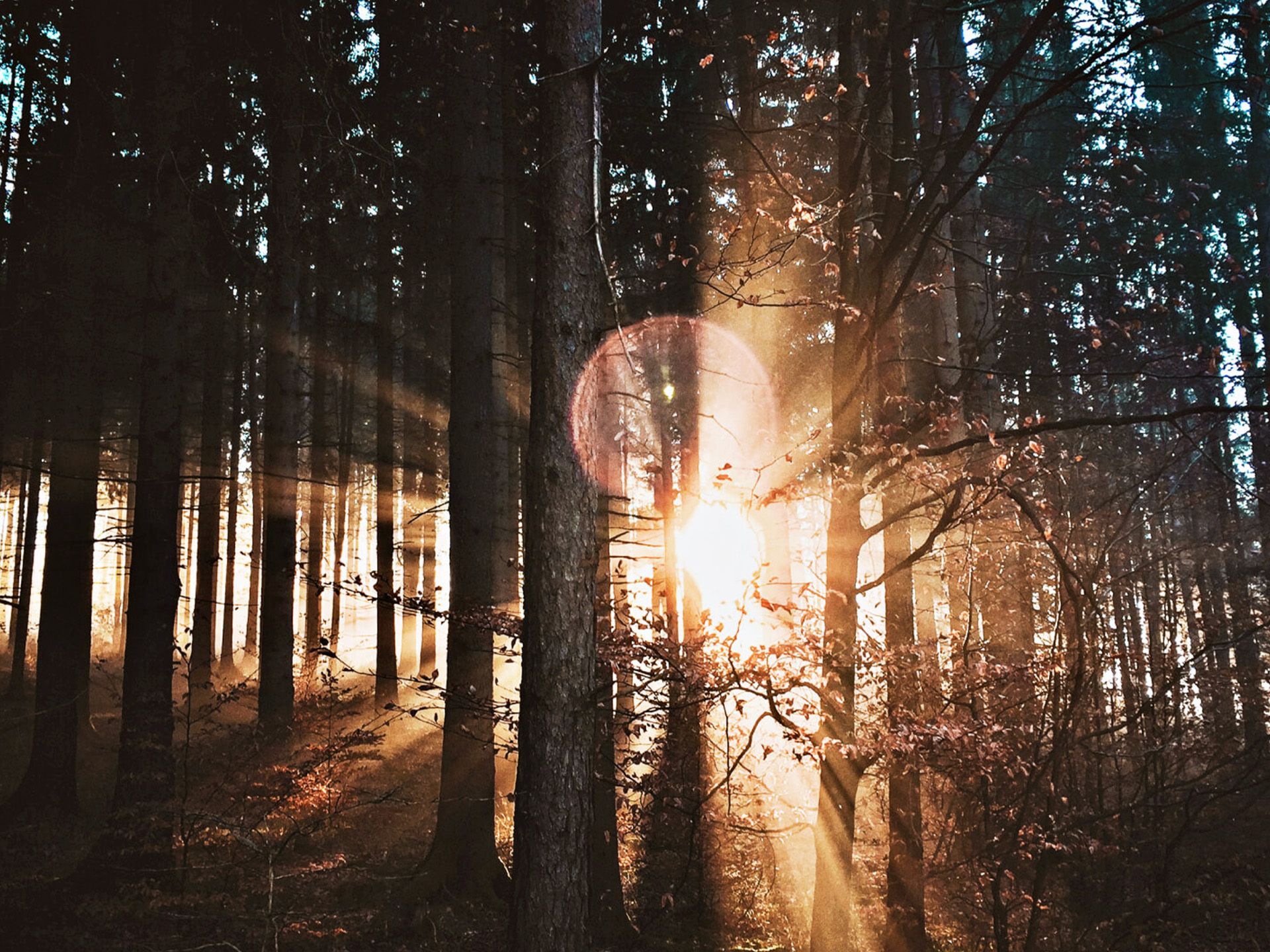 Lichtdurchfluteter Wald