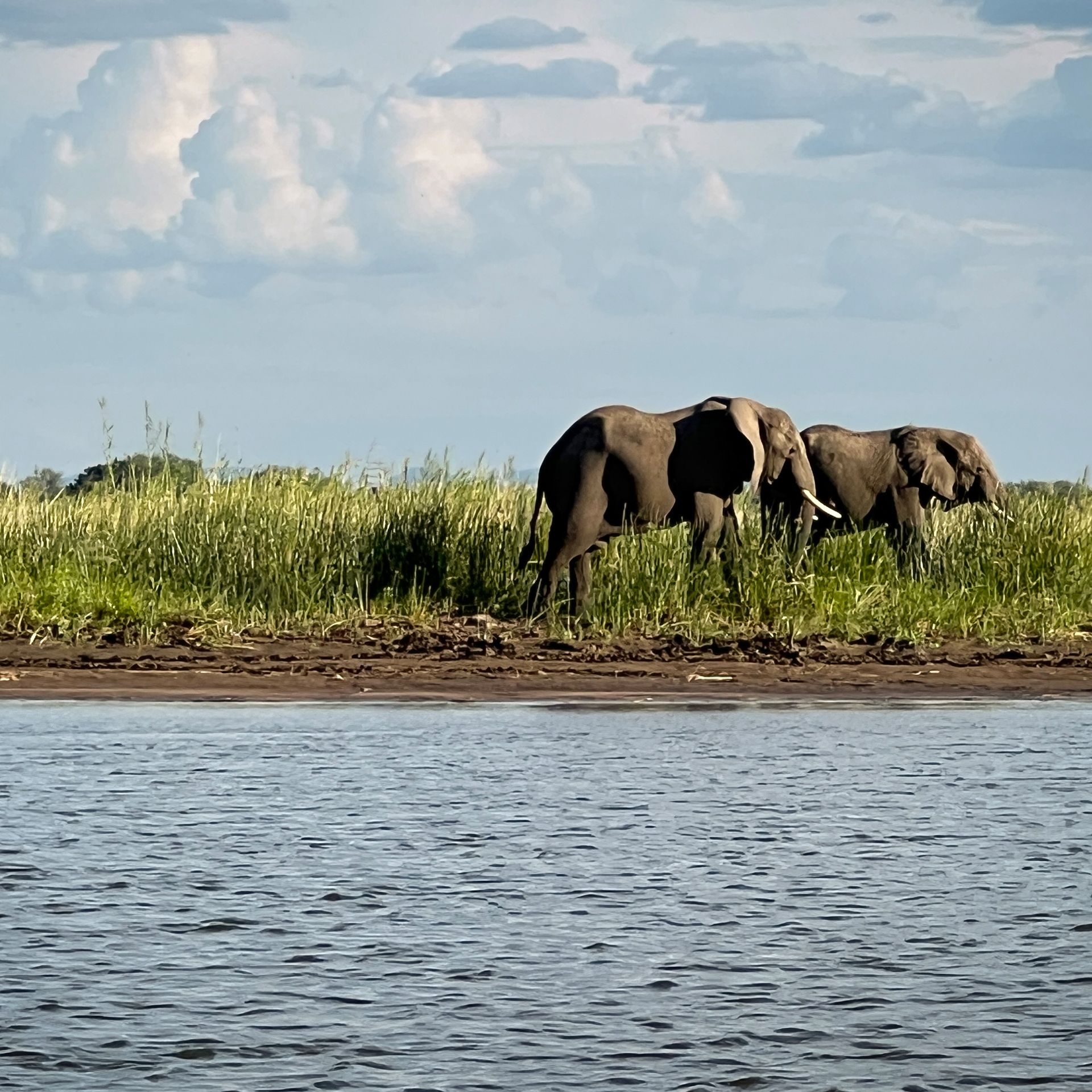 Zwei Elefanten in einer Steppe am Wasser vor blauem Himmel