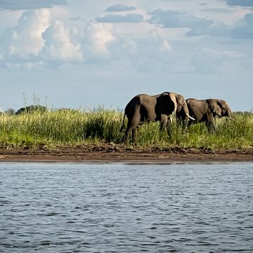 Zwei Elefanten in einer Steppe am Wasser vor blauem Himmel