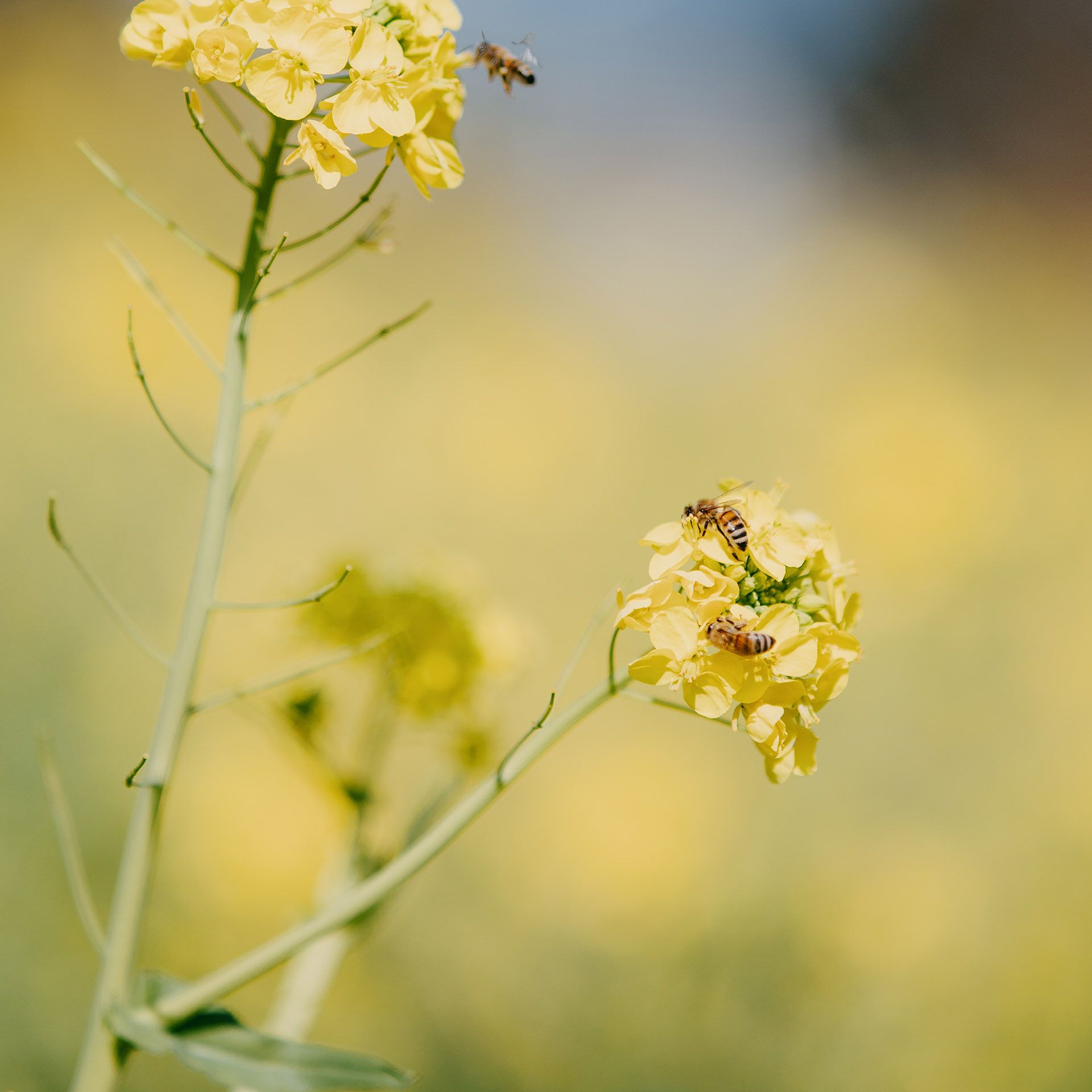 gelbe Blumen