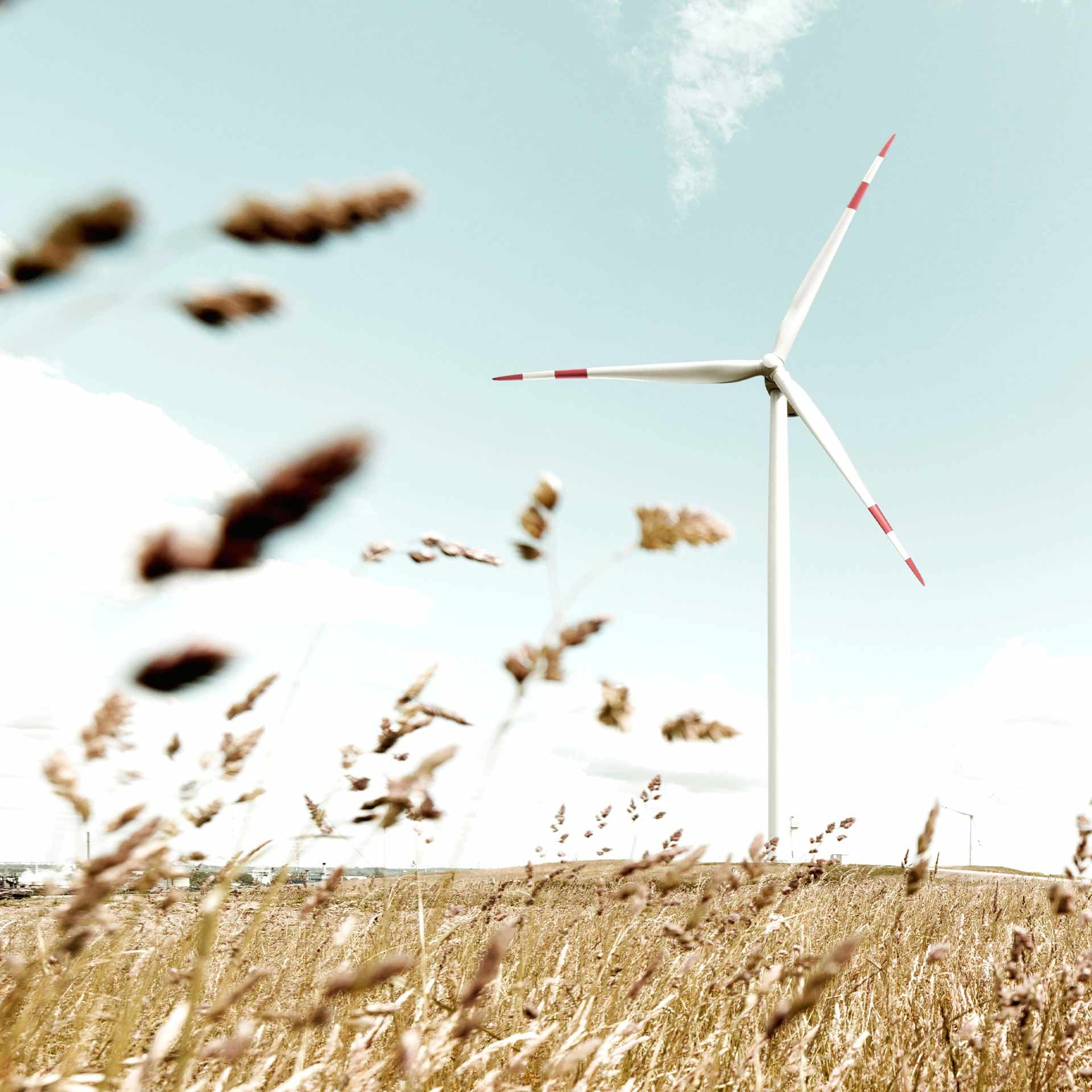 Windrad auf einem Kornfeld mit hellblauem Himmel im Hintergrund
