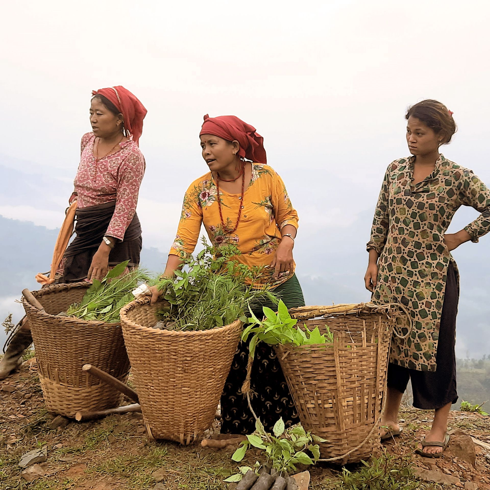Nepal Baumschutz Umweltschutz